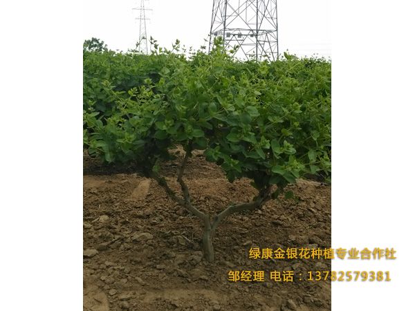 五年以上 五年以上