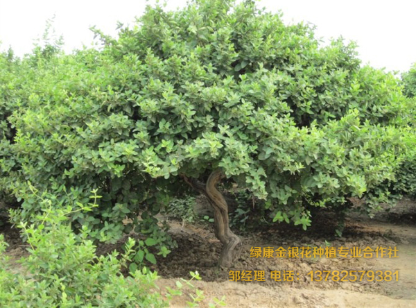 四年以上苗 四年以上苗