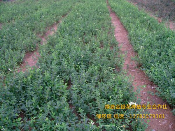 樹形金銀花苗 樹形金銀花苗