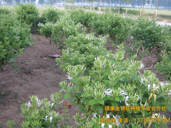 2017年新品 2017年新品