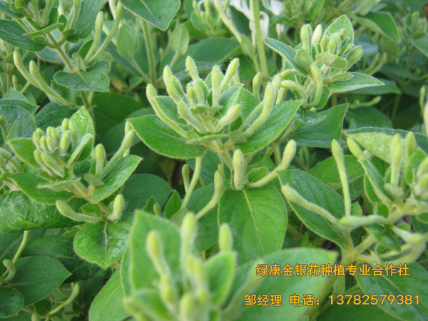 2017年新品 2017年新品