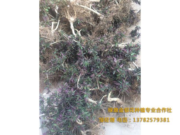 紅色金銀花 紅色金銀花