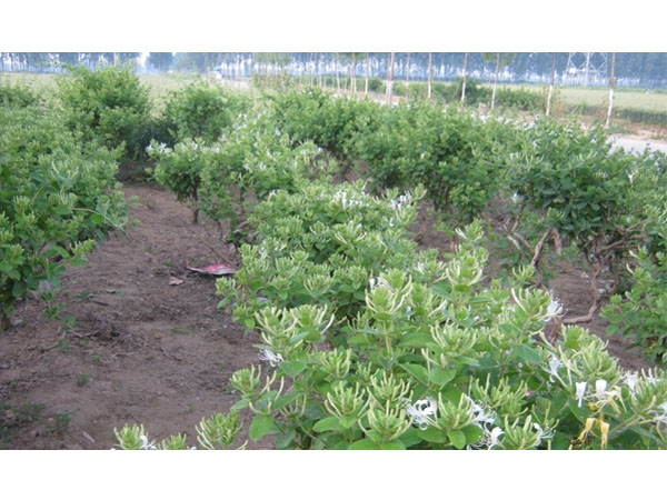 河南金銀花苗會出現哪些病蟲害？