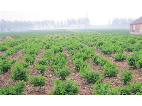 溫度在種植河南金銀花苗時有何影響？