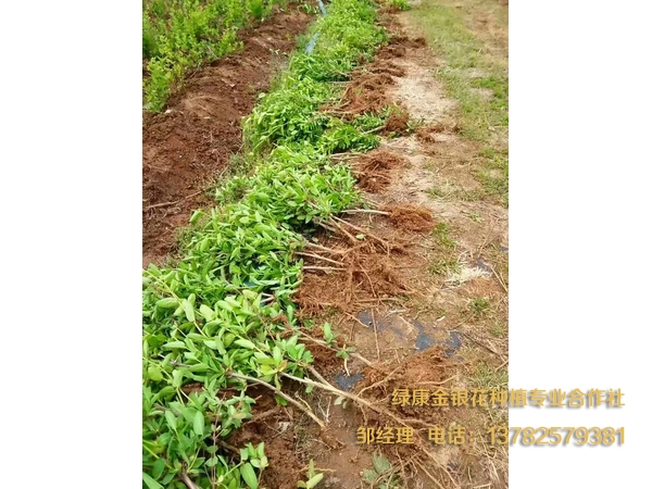 樹形金銀花苗 樹形金銀花苗