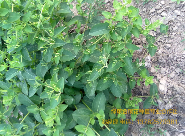 樹形金銀花苗 樹形金銀花苗